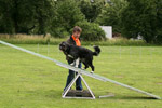 Hund auf der Hundewippe