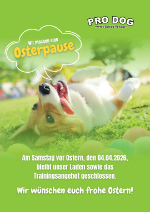 Hunde und Menschen trainieren auf den Waldwegen am Reiterwaldstadion.