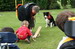 Border Collie Lys bei der Arbeit